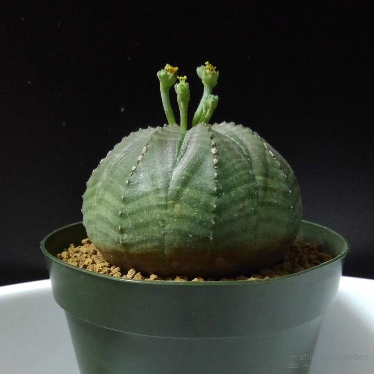 オベサ系 育ち方 しろばなガーデン