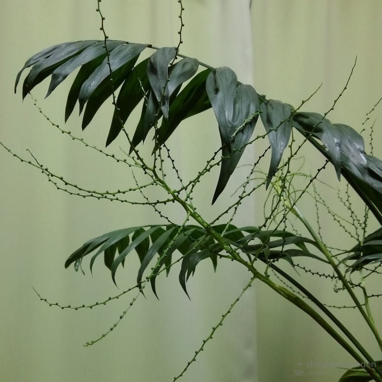 テーブルヤシ 育ち方 しろばなガーデン