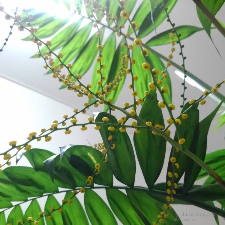 テーブルヤシ 育ち方 しろばなガーデン