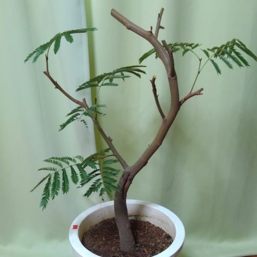 10号鉢　強剪定後（元は枝のうねりが上にもうひとつあった）　18年9月