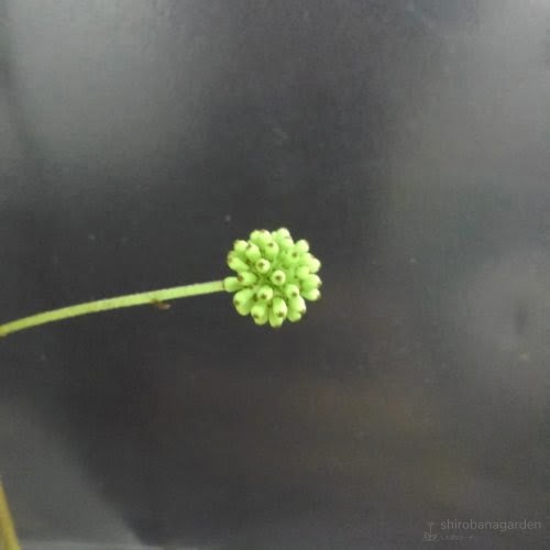 凹凸が棒状に伸びる