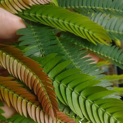 茶色→黄緑→緑　と葉は一人前になっていく