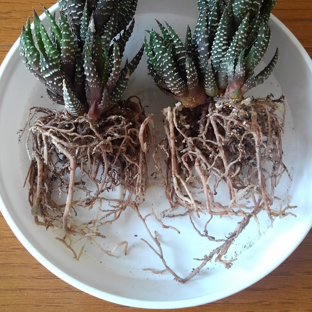 小さな2号鉢 しろばなガーデン