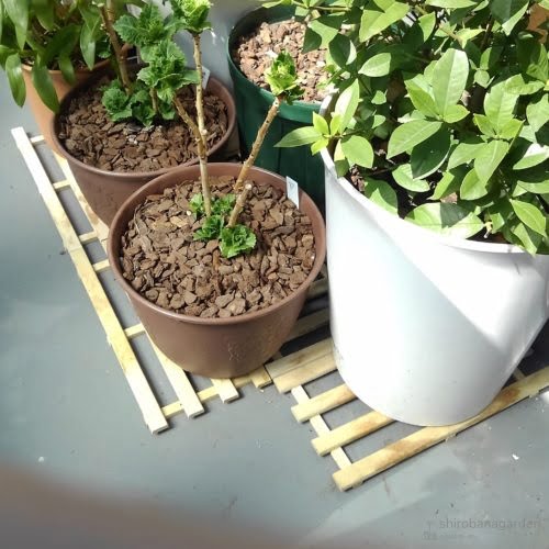 小さいすのこをスペースに合わせ配置　載せた鉢は8～10号