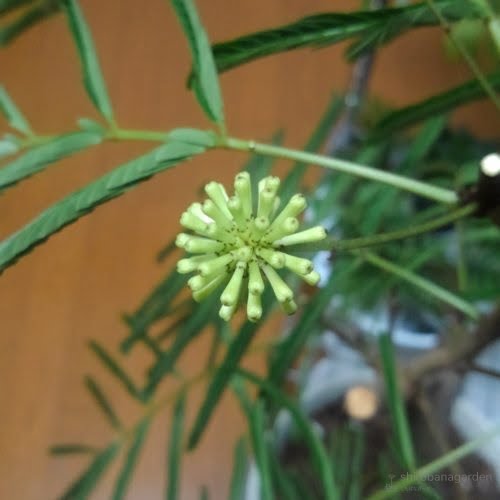 棒がさらに伸びて開花間近