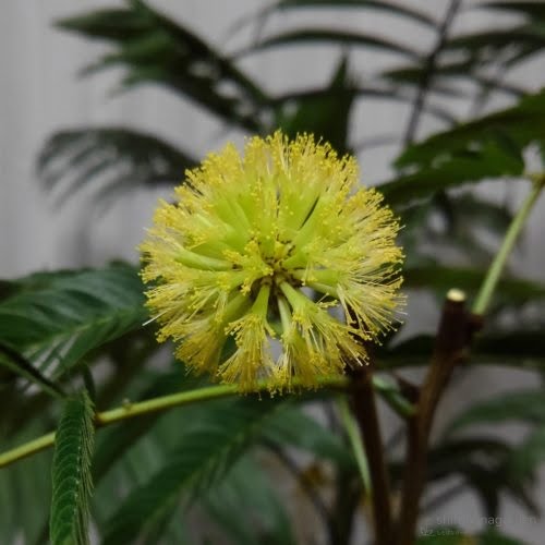 満開！　前の写真から約6時間後