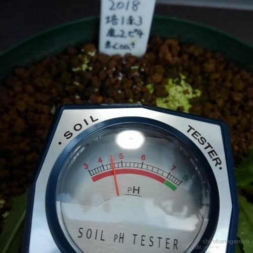 土壌pH測定の様子