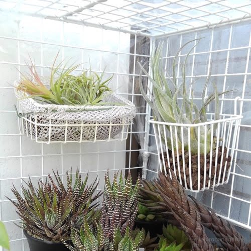 エアプランツのハンキング