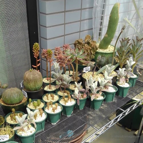 日光が好きそうな鉢をありったけ並べた様子