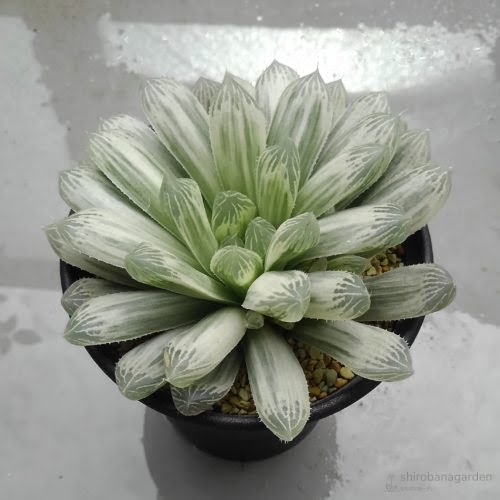 ハオルチア白水晶　ベラボン植え直後　18年9月