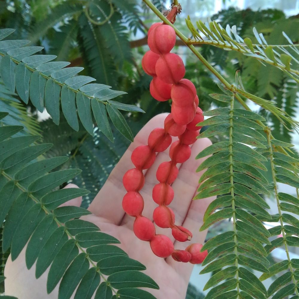 エバーフレッシュ 育ち方 しろばなガーデン