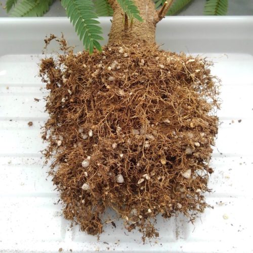 エバーフレッシュの根　22年4月