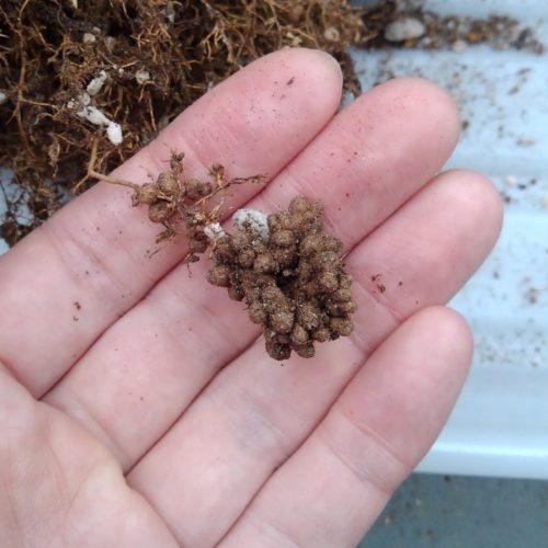 根粒菌のコブ　22年4月