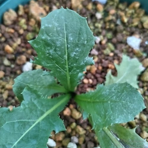 うどんこ病にかかったタンポポの葉　22年7月下旬