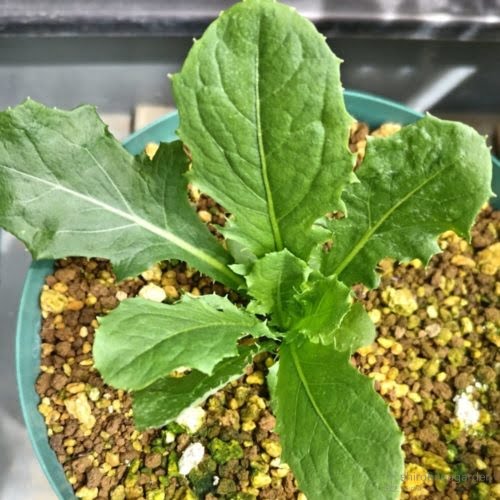 スプレー散布2週間後　22年8月中旬