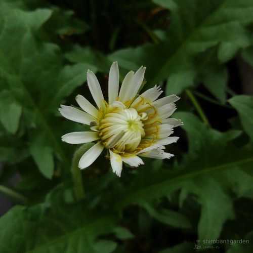 咲きかけの、ちゃんと白いシロバナタンポポ　22年4月下旬