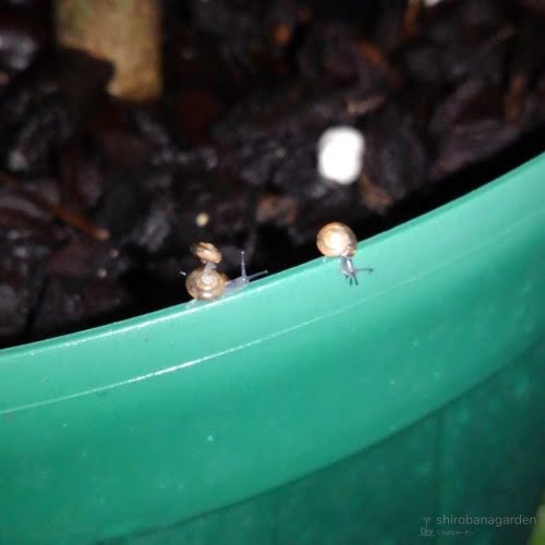 とても小さなカタツムリ