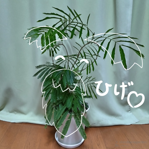 眉を生やしたエバーひげ氏　23年4月下旬