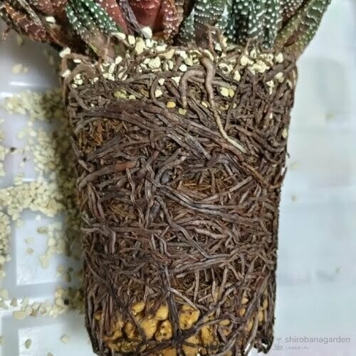 星の林の根　23年10月上旬