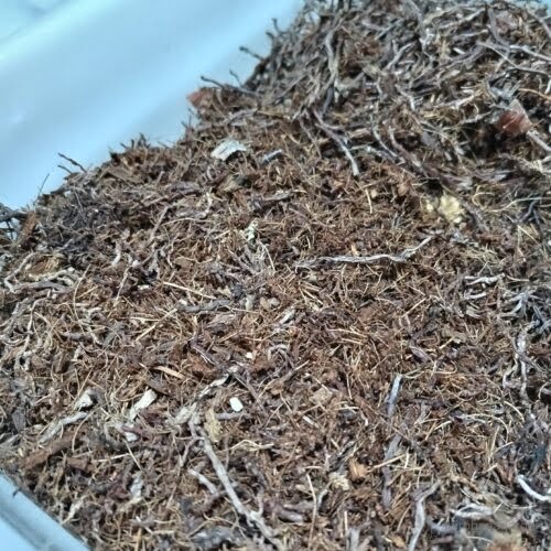 3年半使用後にほぐしたベラボン　23年10月上旬