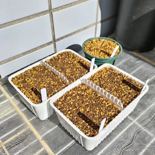豆腐容器で作る育苗ポット