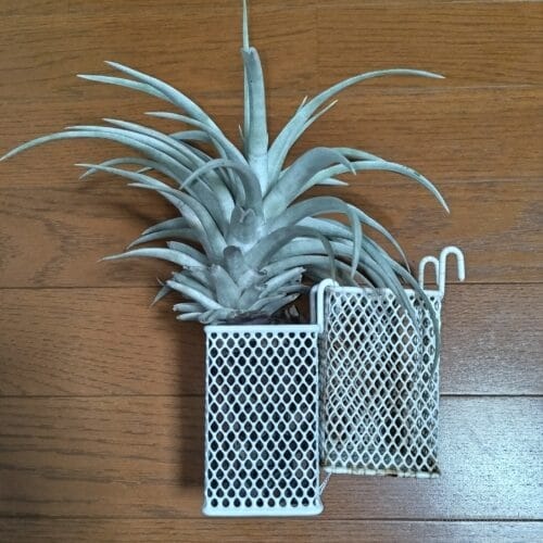 ハリシー用のワイヤーネット（同型2個の連結）　25年3月下旬