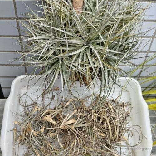 蒸れにより半分が枯死したコットンキャンディー　24年5月下旬