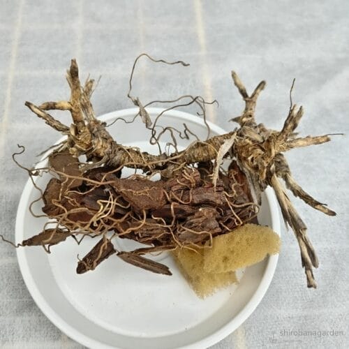 枯死したコットンキャンディー　24年7月中旬