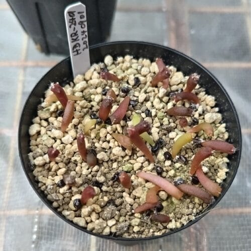 発芽後は屋外で栽培　24年11月上旬