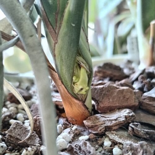 枝の基部を突き破って表れた花穂　25年1月下旬