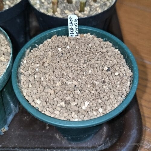 ヘキルリランポーの種蒔き2回目　25年3月中旬