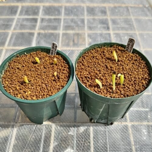 種蒔き2回目の発芽　25年3月下旬