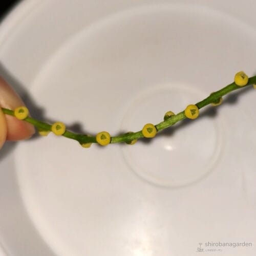 雌花の拡大写真（上から）