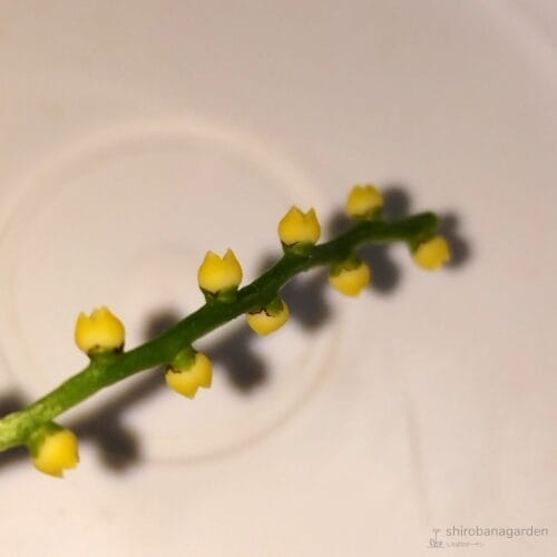 雌花の拡大写真（横から）