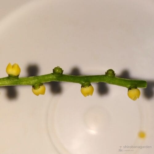 花弁を取り外した雌花（横から）