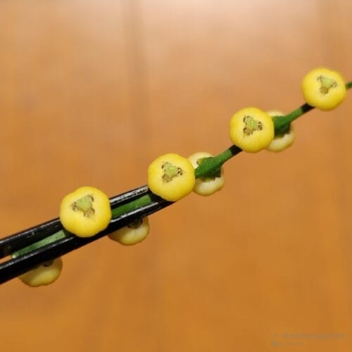 雄花の拡大写真