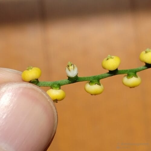 花弁を取り除いた雄花（横から）