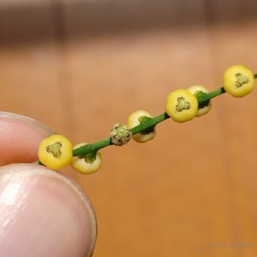 花弁を取り除いた雄花（上から）