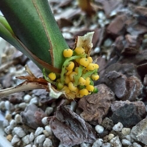 広がらなかった花穂　25年4月中旬