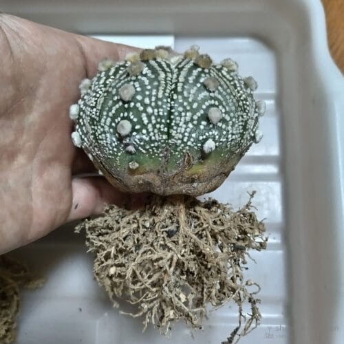 大疣兜丸の根　24年4月中旬