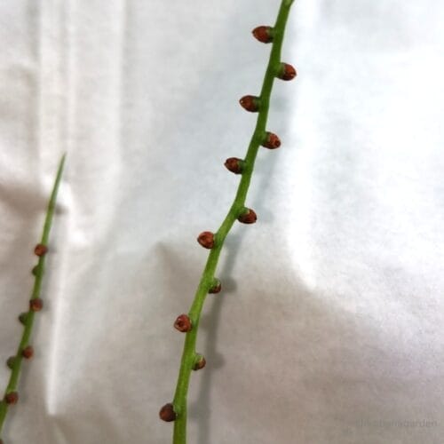 受粉直後の様子　25年4月下旬