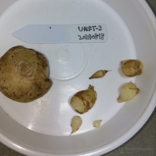 バラバラになった子がそれぞれ育った例（右半分）　25年6月中旬