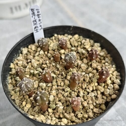 種蒔きから約9ヶ月後　25年6月下旬