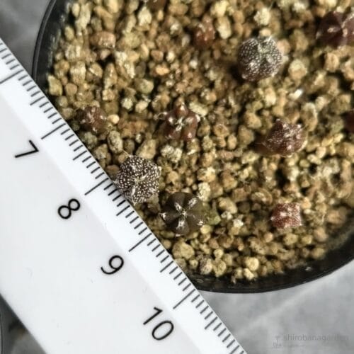 9ヶ月で約5mm　25年6月下旬