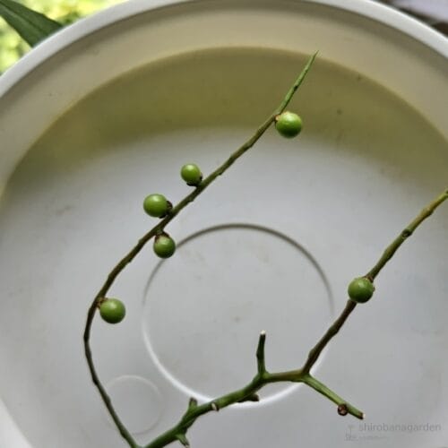 刷毛の突き刺し方式でついた種　25年6月下旬