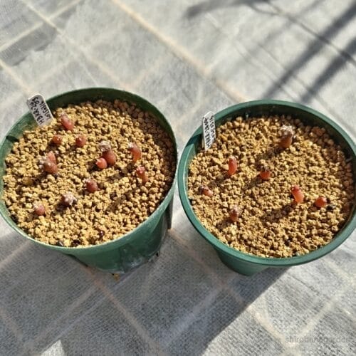 種蒔き2回目の4ヶ月後　25年7月下旬