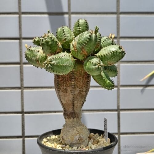 オベサブロウ　リターンズ　25年7月下旬