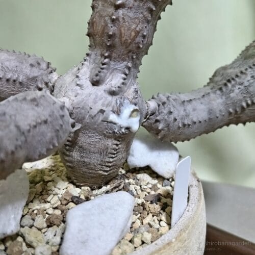 吹出す樹液　24年3月中旬