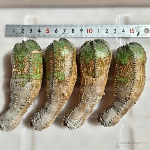 失われたアイデンティティ　24年3月中旬