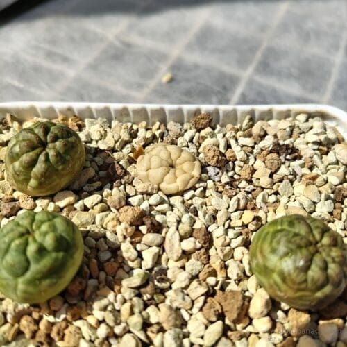 植え替え後に枯死したオベサ（反対側）　24年4月中旬